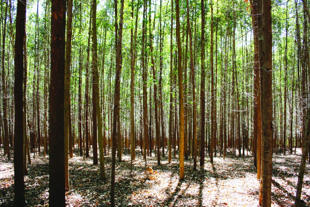 a-forest-of-eucalyptus-254076